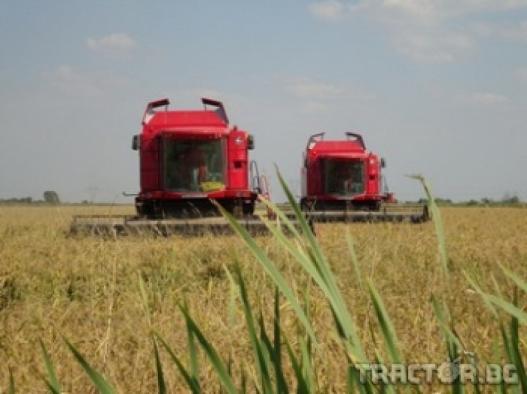 Жътва на ориз с комбайни LAVERDA демонстрира фирма Оптиком в с. Цалапица, Пловдивско