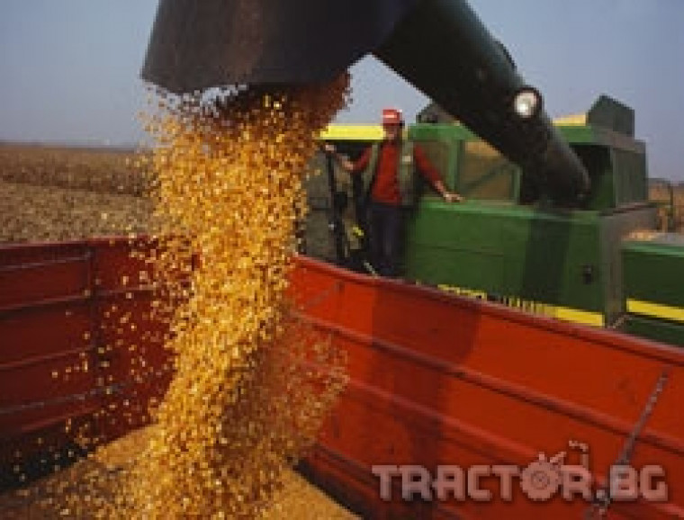 Цената на царевицата се повиши до 170лв./т. Средният добив жито е 363 кг.