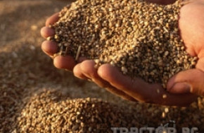 Очакваната нова реколта от пшеницата ще бъде около 3 милиона тона