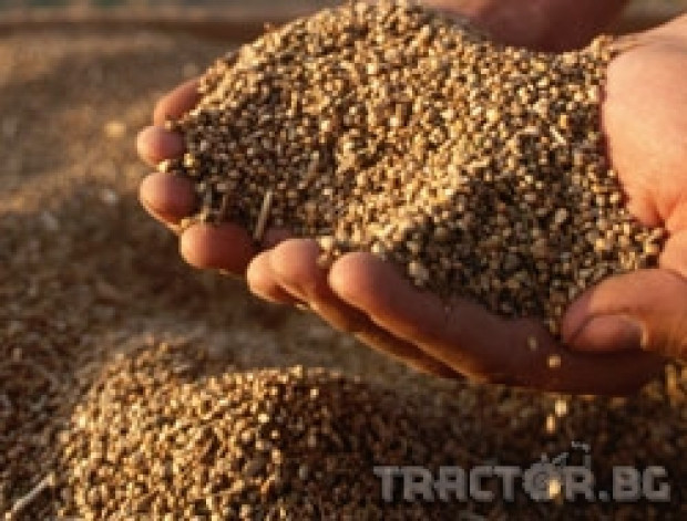Очакваната нова реколта от пшеницата ще бъде около 3 милиона тона
