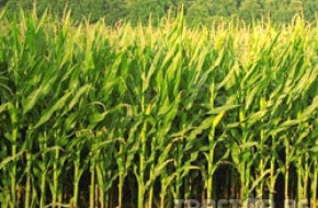 България ще внесе 200 хиляди тона царевица от Украйна