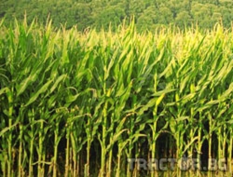 България ще внесе 200 хиляди тона царевица от Украйна