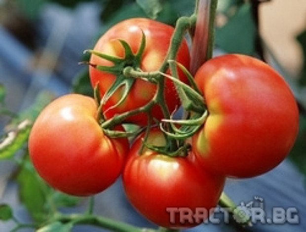 Правилно торене на домати - гарант за високи добиви