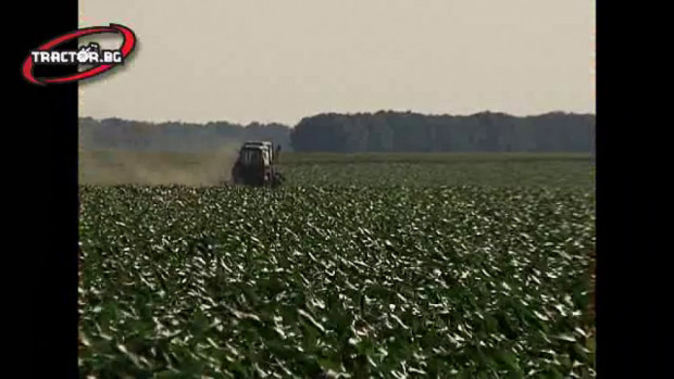 Трактори МТЗ с GPS Trimble автопилот окопават царевица