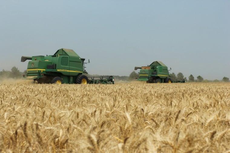 Близо 80 комбайна участват в жътвата на пшеница в област Добрич 
