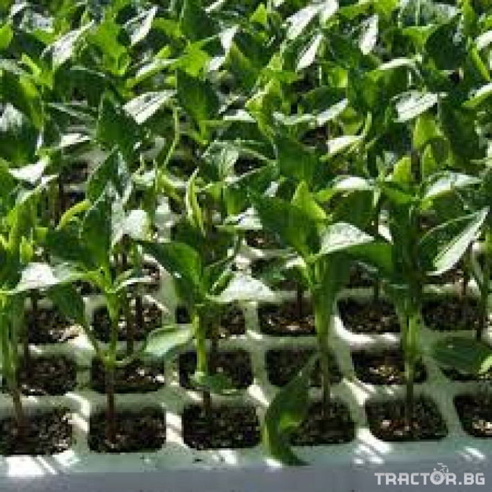 Машини за зеленчуци Линия за засяване на семена в табла за разсад 3 - Трактор БГ