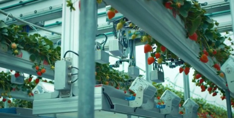 Робот с 24 ръце за ягоди