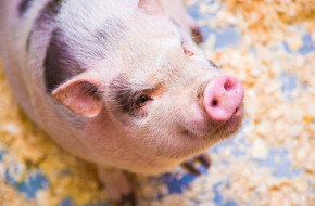 Намалява пологовието от свине в Дания