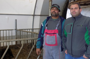 Как животновъдна ферма се спаси от липсата на работна ръка? 