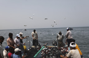 ЕК опростява и децентрализира мерките за опазване на рибните запаси