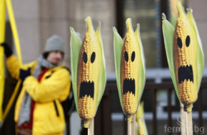 Франция забрани отглеждането на ГМО царевица със закон