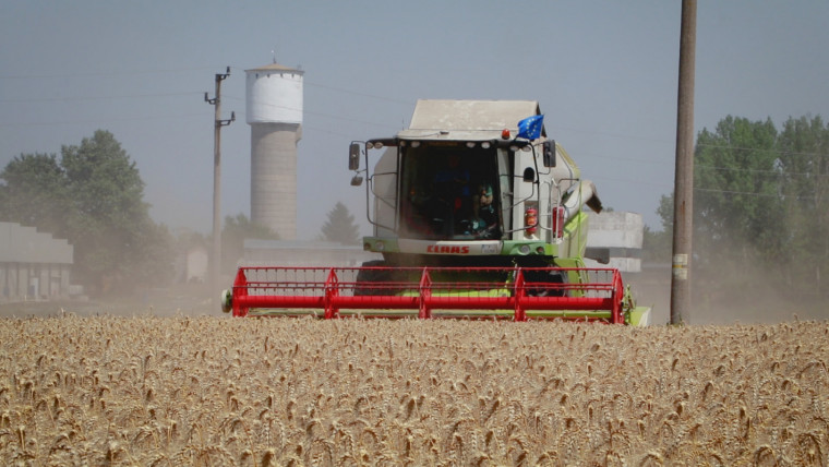 Високи добиви от пшеница въпреки трудната година в района на Русе
