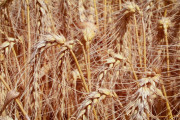 Високи добиви от пшеница въпреки трудната година в района на Русе
