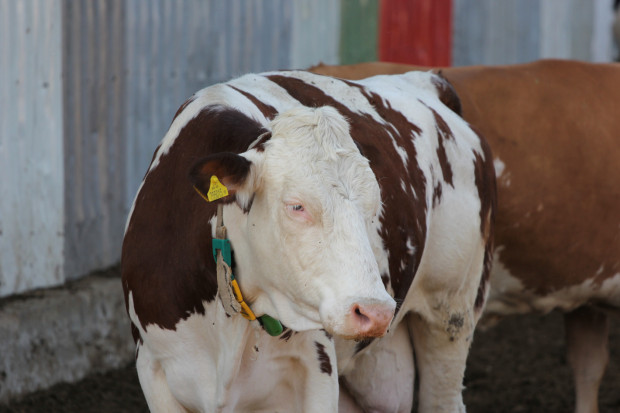 Промени в обвързаната подкрепа за месодайни говеда – какво ново