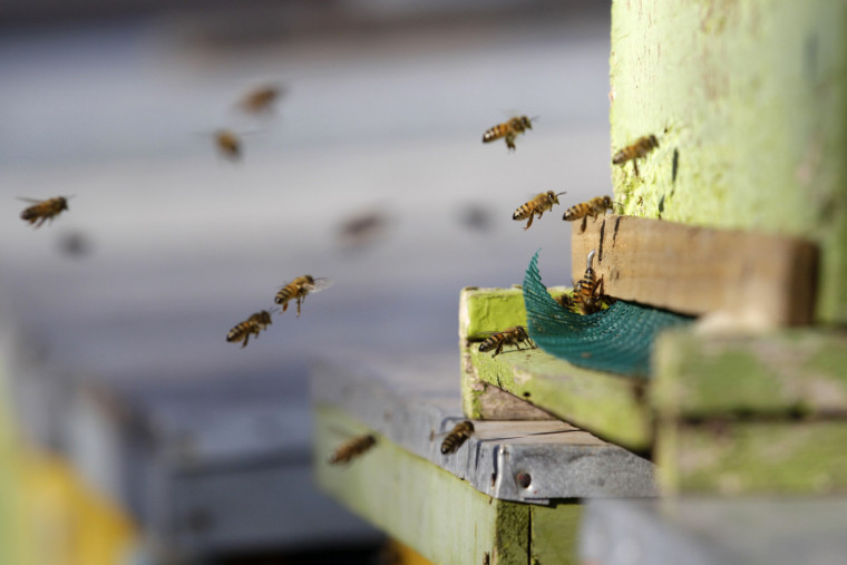 Мерки за повече доходи за пчеларите