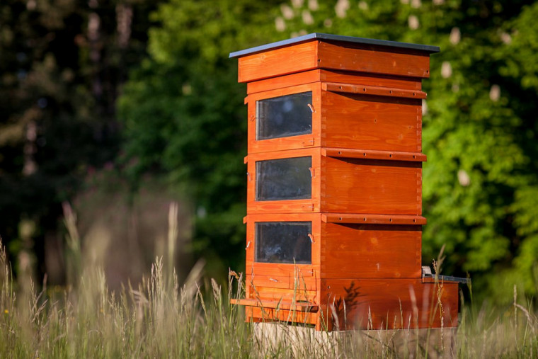 Новата ОСП ще дава субсидии за опазване на пчелни семейства