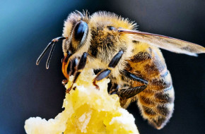 Пчелари купуват имоти онлайн