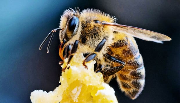 Пчелари купуват терени за кошерите си през мрежата