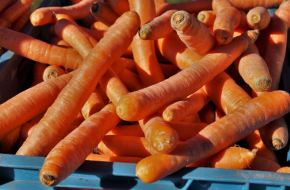 Фермер: Турският морков задушава българския