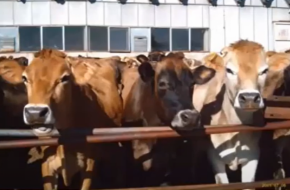 Всичко за млякото на Българското родопско говедо