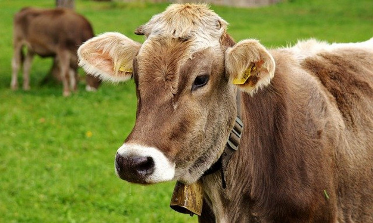 Заради намаляването на метана: Търсят начин за финансова помощ за животновъдите