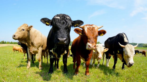 Заговори се за рециклиране на емисии от едър рогат добитък