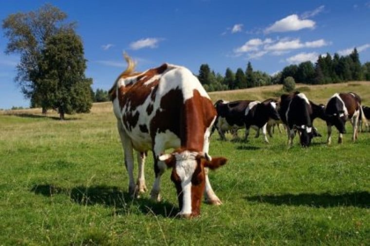 Добавки от водоралси намаляват производството на метан от животните с 80%