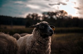 Нова схема за обвързано подпомагане на овце и кози от 2023 г.