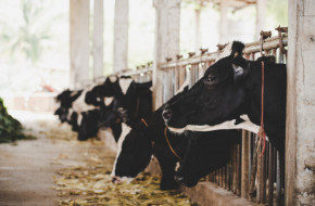 Планирани и максимални ставки за животновъдите от догодина - къде е уловката?