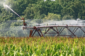 Инвестиционни предложения: 2 000 кг/дка царевица планира кооперация в Силистренско