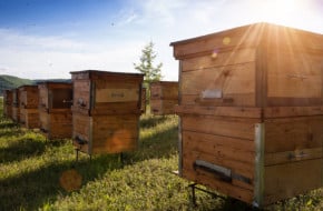 Правилата за пчеларите са изготвени