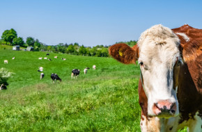 60% от високопродуктивните крави се намират в 30% от кравефермите