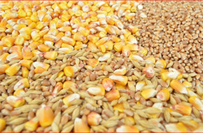 Фючърсен пазар: Цените на пшеницата паднаха на 3-месечно дъно