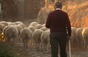 До 30 000 евро е увеличена стартовата помощ за "нови фермери" до 65 години