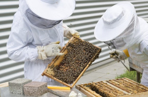 Предизвикателството да произвеждаш най-добрия мед в Долна Саксония