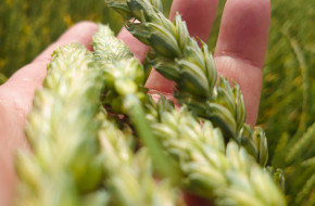 Има надежда: Валежите благоприятстваха развитието на пшеницата в Добруджа
