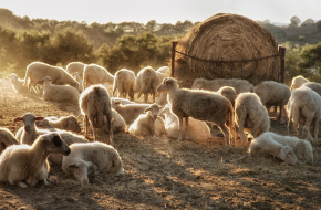 Подробен списък: Зоохигиенни изисквания за отглеждане на говеда, овце и кози